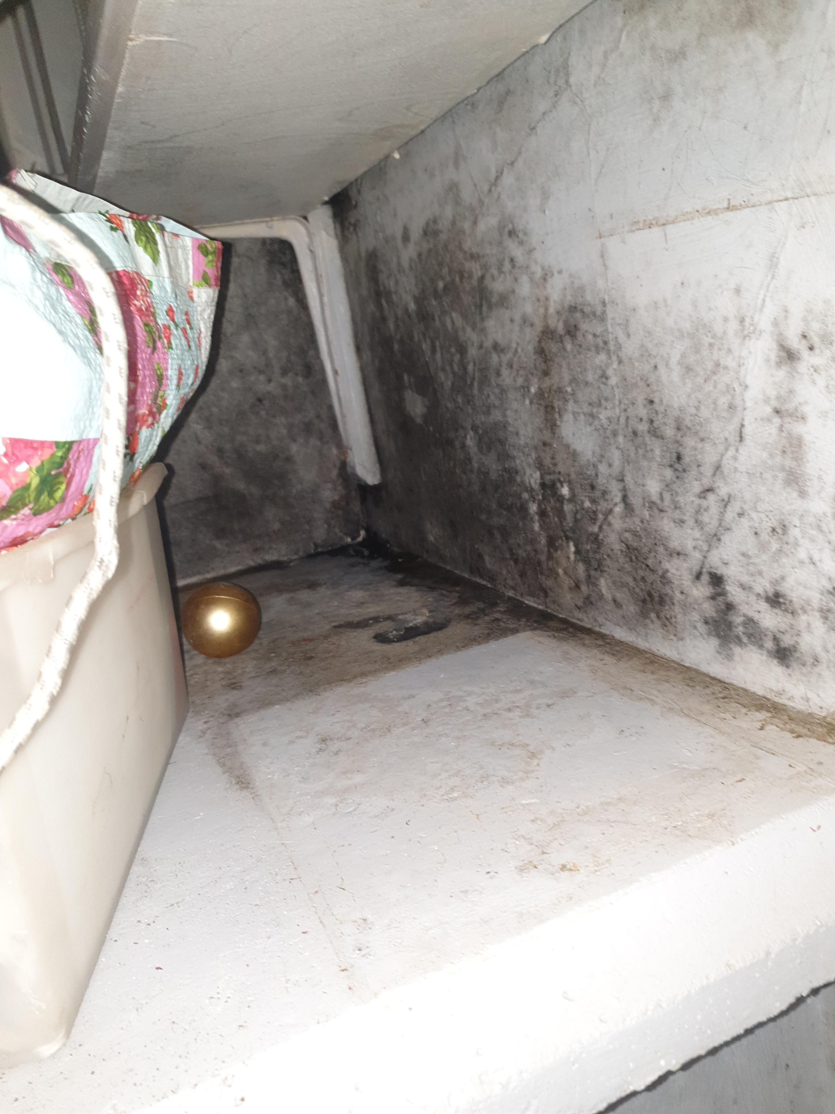 damp and mould in a Kenley property