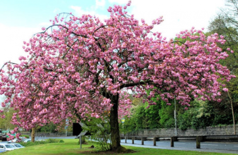 Sakura Cherry Tree Project Comes to Sanderstead Recreation Ground