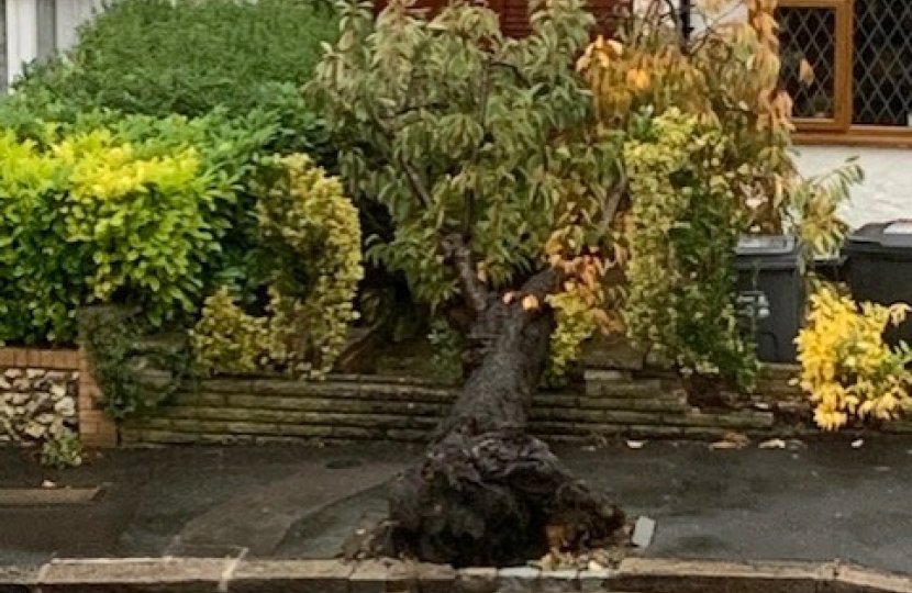 Another Cherry Tree Lost in Purley Oaks Road