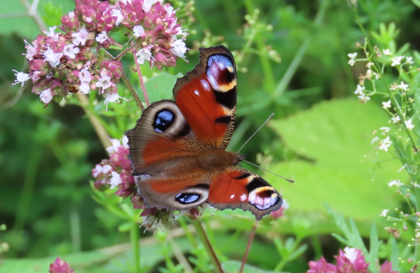 Brilliant Butterflies - Sanderstead Recreation Ground