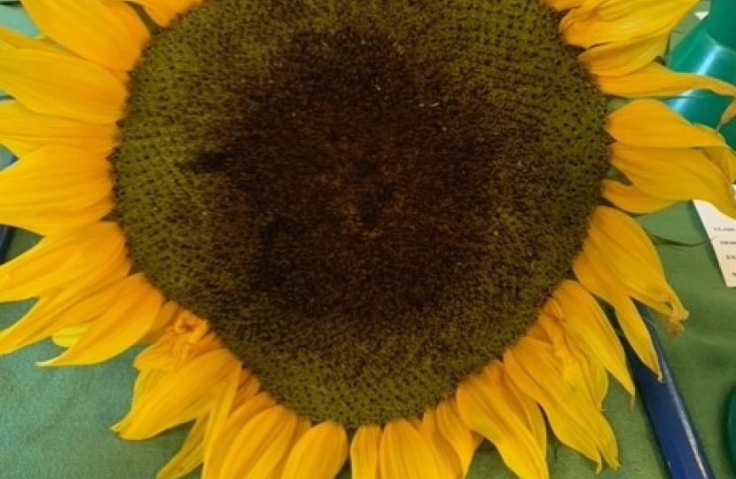 SHS Summer Show - Sunflower