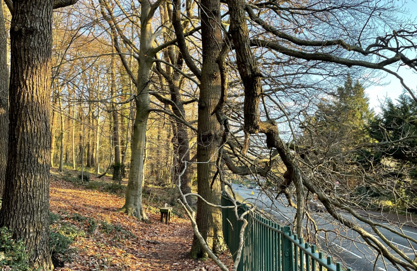 Dangerous branch overhanging path in Croham Hurst Woods