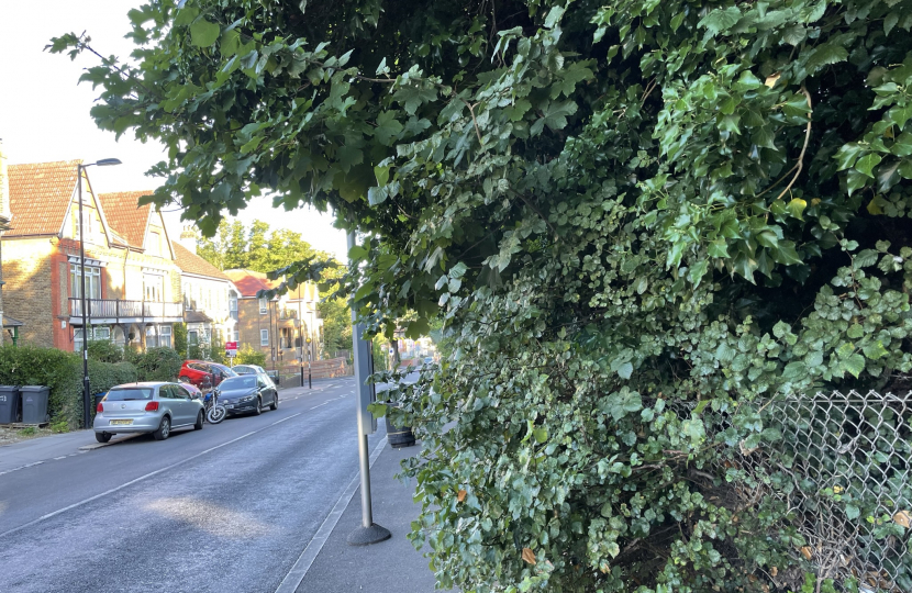 Overhanging foliage from British Rail Land obscures bus stop on Selsdon road