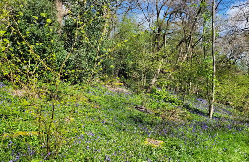 Bluebells in Littleheath Woods