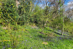 Bluebells in Littleheath Woods
